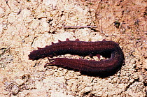 Velvet worm (Peripatus acocioi) Brazil