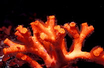False coral (Myriapora truncata) Menorca