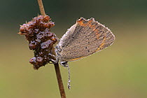 Small Copper Butterfly (Lycaena phlaeas), Brasschaat, Belgium