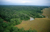 Aerial view of tropical rainforest bordering grassland, Gabon, Central Africa