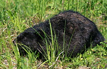 European beaver {Castor fiber} newly released black morph juvenile, Latvia.