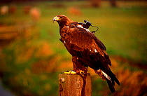 Golden eagle with special video camera to film while in flight