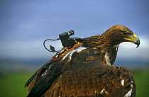 Golden eagle with special video camera to film while in flight