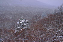 Snow falling over forest of South Primorskiy Region of Ussuriland, Far East Russia