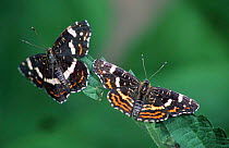 Map butterfly 2nd brood August/ July (Araschnia levana) Germany