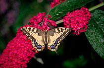 Swallowtail butterfly (Papilio machaon) on flower. Germany, Europe