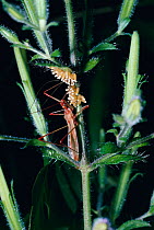 Assassin bug guarding its eggs (Pisilus tipuliformis rufipes) rainforest, Uganda, Africa