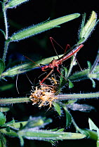 Assassin bug guarding its nymphs as they hatch from eggs (Pisilus tipuliformis rufipes) rainforest, Uganda, Africa