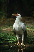 Palm nut vulture (Gypohierax angolensis) at water, Gambia, West Africa