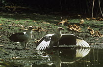 Palm nut vultures (Gypohierax angolensis) at water, one with wings spread out, Gambia, West Africa