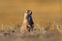 Black tailed prairie dog {Cynomys ludovicianus} Montana, USA