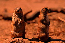 Black tailed prairie dogs (Cynomys ludovicianus) C Bristol Zoo. From USA.