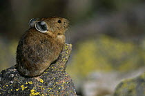 North American pika {Ochotona princeps} profile on rock, talus slope, Colorado, USA.