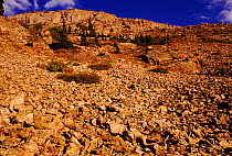 Pika habitat, talus slope near timberline. Colorado, USA