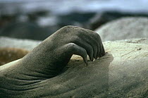 Southern elephant seal {Mirounga leonina} close-up of hand-like flipper scratching, Falkland Islands.