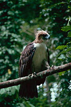 Monkey eating eagle perched (Pithecophaga jefferyi) rainforest, Philippines