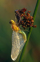 Black sympetrum dragonfly newly emerged from skin of subadult (Sympetrum danae) Kalmthoutse Heide, Belgium