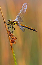 Black sympetrum dragonfly, female (sympetrum danae) Kalmthoutse Heide, Belgium