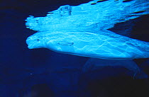 Beluga / white whale (Delphinapterus leucas) at  marine aquarium, USA. Captive, FOR EDITORIAL USE ONLY