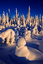 Snow laden trees in Finland, Scandinavia, Europe