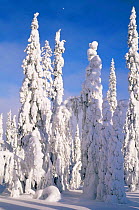 Snow laden boreal forest in winter, Finland