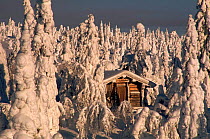 Hut surrounded by snow laden trees in Finland, Scandinavia, Europe