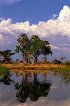 Okavango delta, Botswana, Southern Africa