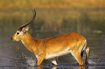 Lechwe running through water (Kobus leche) Moremi WR Botswana