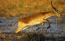 Lechwe running through water (Kobus leche) Moremi WR Botswana