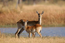 Lechwe with young. Moremi Wildlife Reserve, Botswana