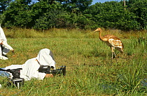 Filming imature Whooper cranes for BBC Life of Birds series. Camerman Richard Ganniclift wears outfit so birds do not get used to humans