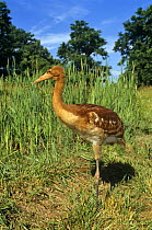 LifeImmature Whooping crane filmed at Patuxent Reserve, Maryland, USA