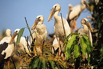 Asian openbill storks (Anastomus oscitans) at nesting colony, Thailand.