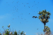 Flock of Asian openbill storks (Anastomus oscitans) in flight, soaring in thermals over nesting colony, Thailand.