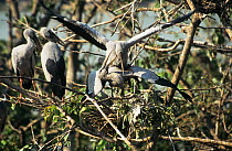 Asian openbill storks (Anastomus oscitans) mating at nesting colony, Thailand