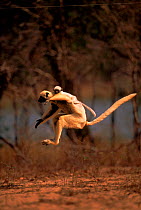 Decken's Sifaka (Propithecus deckenii) mother with young leaping across open ground, Western Madagascar.