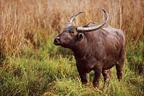 Water buffalo. Kaziranga NP, Assam, India