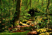 Stream in hill forest. Phu Luang WS. Thailand.
