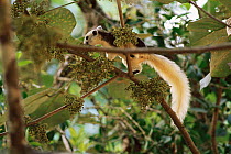 Finlayson's squirrel feeding. (Calloscuirus finlaysoni) Khao Yai NP, Thailand