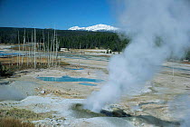 Active geysers releasing steam in Norris Geyser Basin, Yellowstone NP, Wyoming, USA