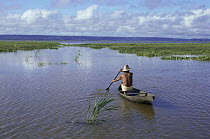 Fisherman in traditional canoe travelling through Varzea, a flood plain of Amazon River, Brazil, South America