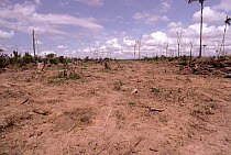 Previous site of primary rainforest cleared for cattle ranching, probably by slash and burn, Rondonia State, Amazonia Brazil