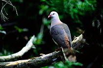 Pink pigeon (Columba mayeri) Mauritius. Endangered