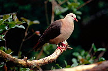 Pink pigeon (Columba mayeri) Mauritius
