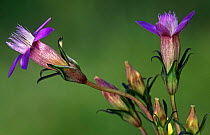 Flower heads of Chiltern gentian (Gentianella germanica) NW France - typically found on lime