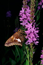 Silver spotted skipper on Hoary vervain (Verbena stricta) USA