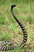 Ringhal's cobra displaying hood (Hemachatus hemachatus) Kwazulu Natal SA