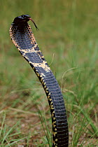 Rinkhals cobra {Hemachatus haemachatus} displaying hood, Kwazulu Natal South Africa