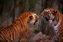 Tigers snarling, Ranthambhore NP (Panthera tigris) India