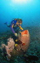 Diver looking into Barrel sponge {Xestospongia testudinaria} Philippines, Pacific